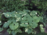 Tarka japán acsalapu (Petasites japonicus Variegata)